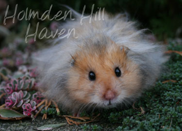 RC- Golden Umbrous Longhaired